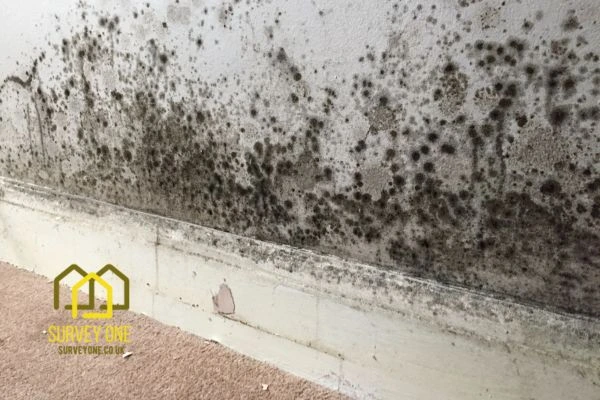 What’s the First Step to Take When You Notice Damp on a Party Wall Newbury?